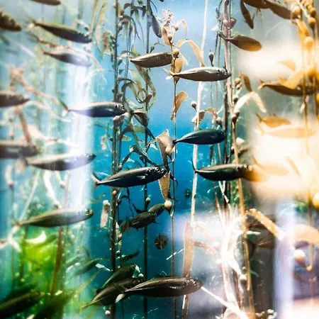 Kelp